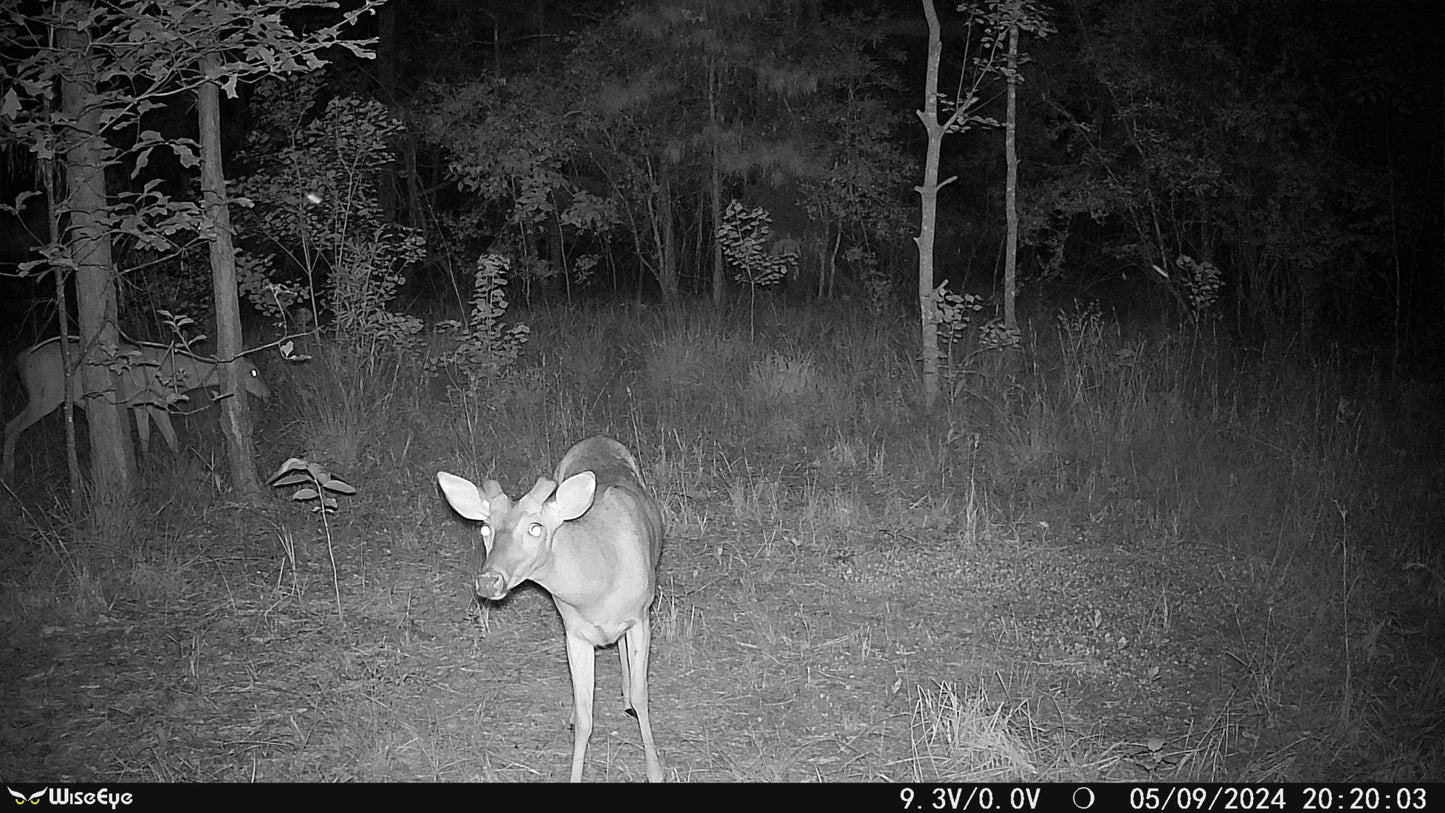 WiseEye | Cellular Trail Camera | Model MC-2 | 75ft IR Flash | 12MP HD Photos & 1080p Video | 0.4s Trigger Speed | MultiCarrier Connectivity | For Hunters & Wildlife Monitoring