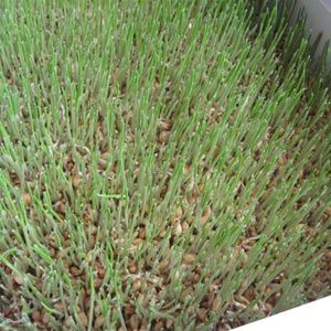 FarmTek FodderPro 2.0 Commercial Feed Module | High-Yield, Space-Saving Indoor Fodder System