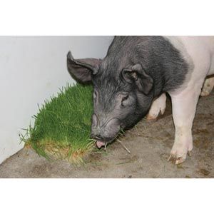 FarmTek FodderPro 2.0 Commercial Feed Module | High-Yield, Space-Saving Indoor Fodder System