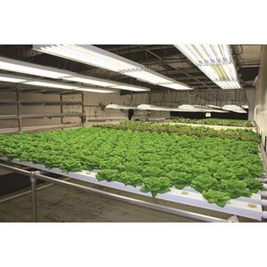 FarmTek HydroCycle Commercial 6" NFT | Growing Systems For Indoor Farming