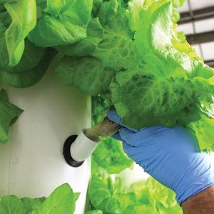 FarmTek HydroCycle Vertical Aeroponic System | Indoor High-Yield Growing For Tight Spaces