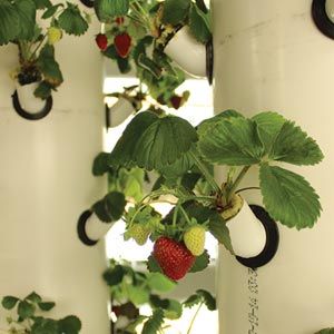 FarmTek HydroCycle Vertical Aeroponic System | Indoor High-Yield Growing For Tight Spaces