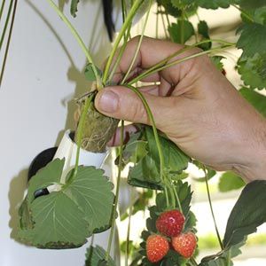 FarmTek HydroCycle Vertical Aeroponic System | Indoor High-Yield Growing For Tight Spaces