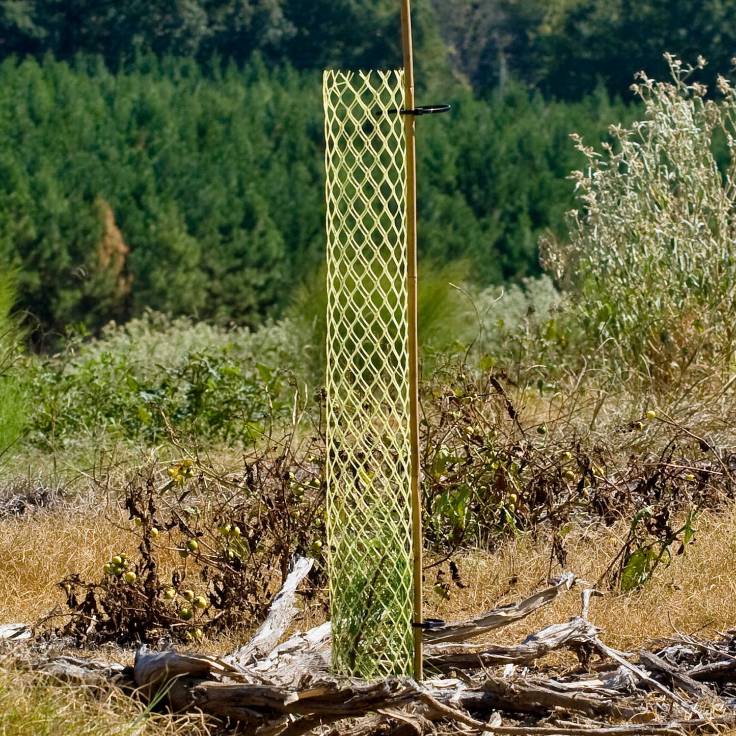 Forestry Supplies Rigid Seedling Protector Tubes | Size 4” x 18” - 4” x 36” | Pack of 250 | for Tree & Shrub Establishment