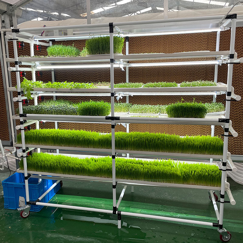 Lyine 6-2 Hydroponic Rack System with LED Light - Hydroponics Growing System |200 * W135* H190 |4 Trays x 6 Layers