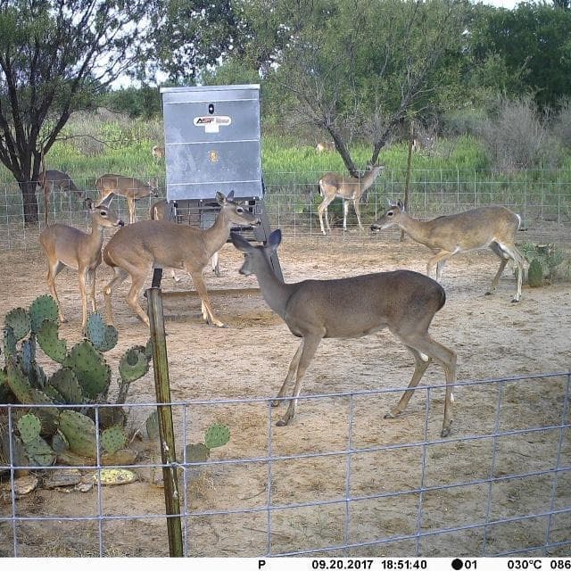 ASF Stand & Fill Broadcast Feeder | Capacity 600lb | Width 41" inches