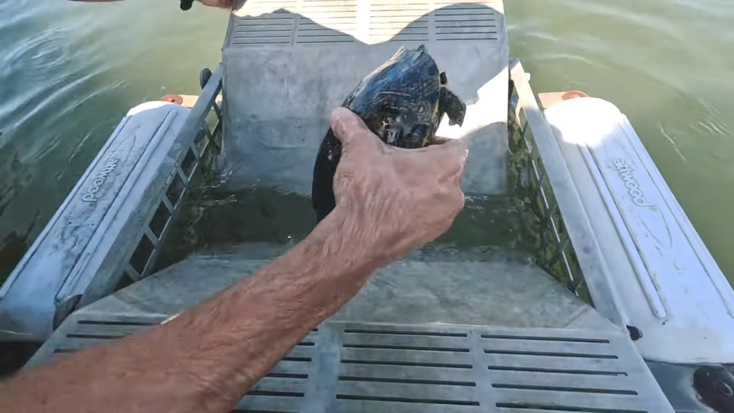 ASF Aluminum Turtle Trap | Capacity 2 Gravity Catch Ramps | Width 24" inches