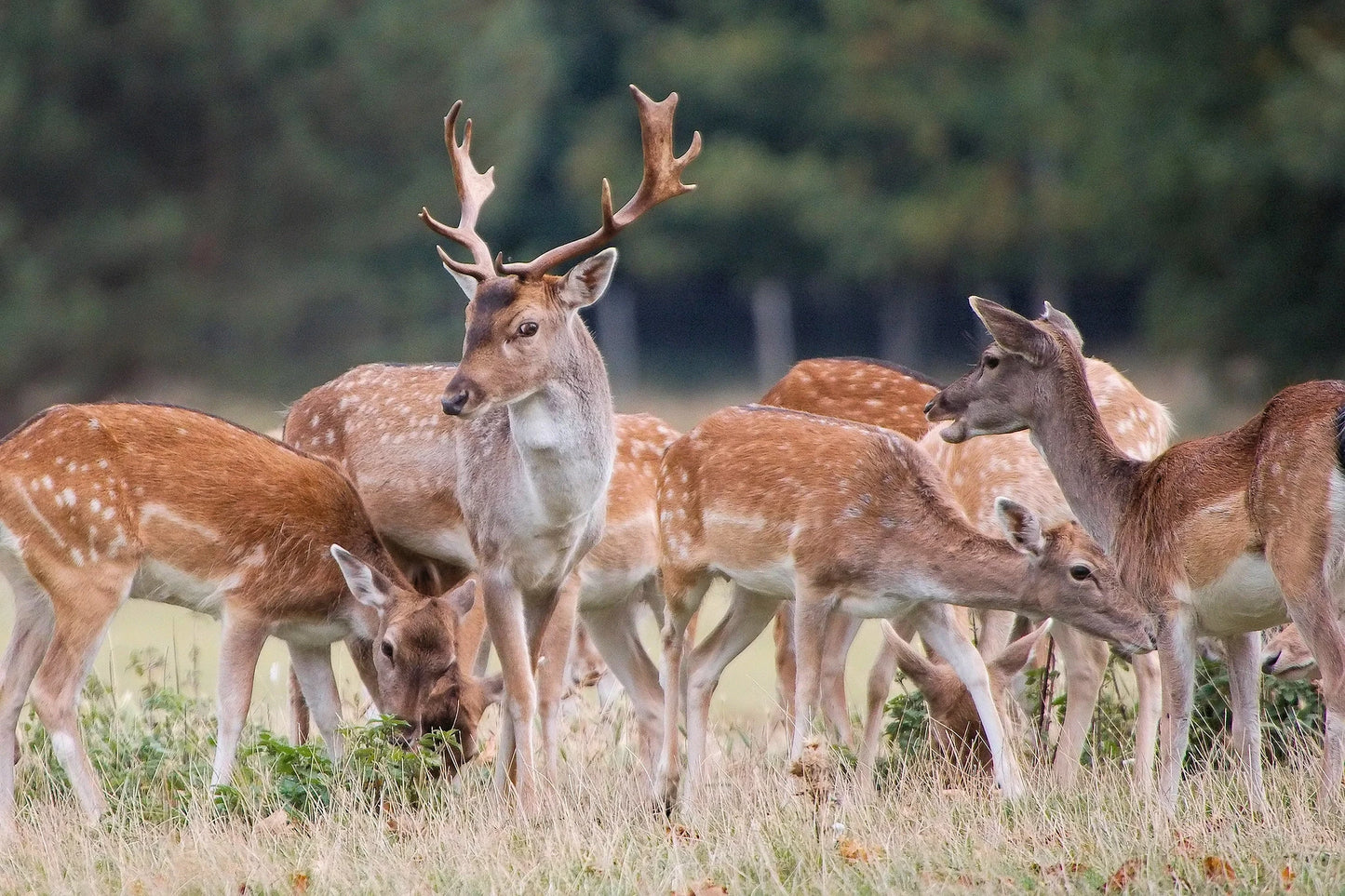 Florida Fallow Deer Hunting Trip