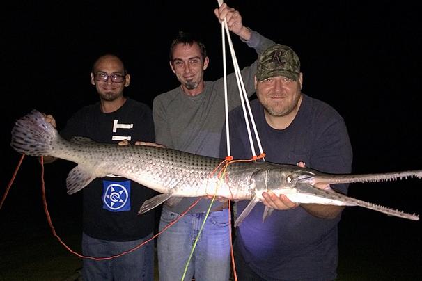Florida Bowfishing Trip
