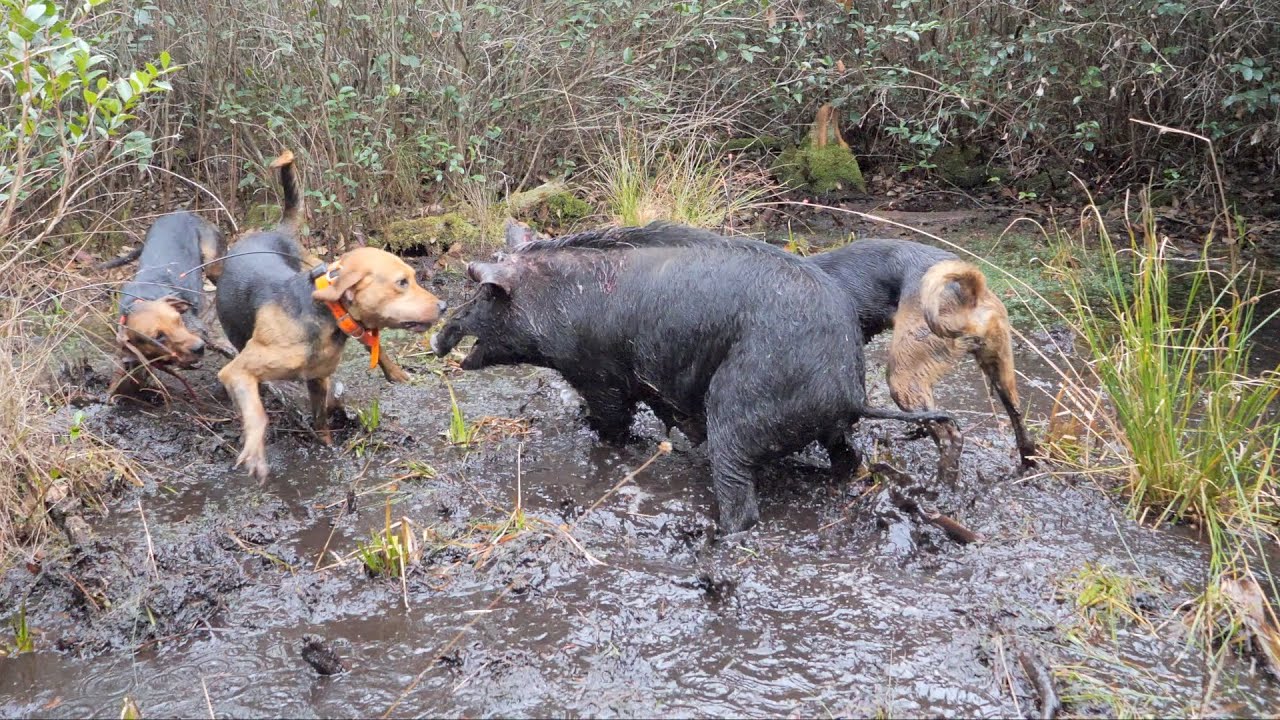 Florida Hog Hunting Trip - Private Land