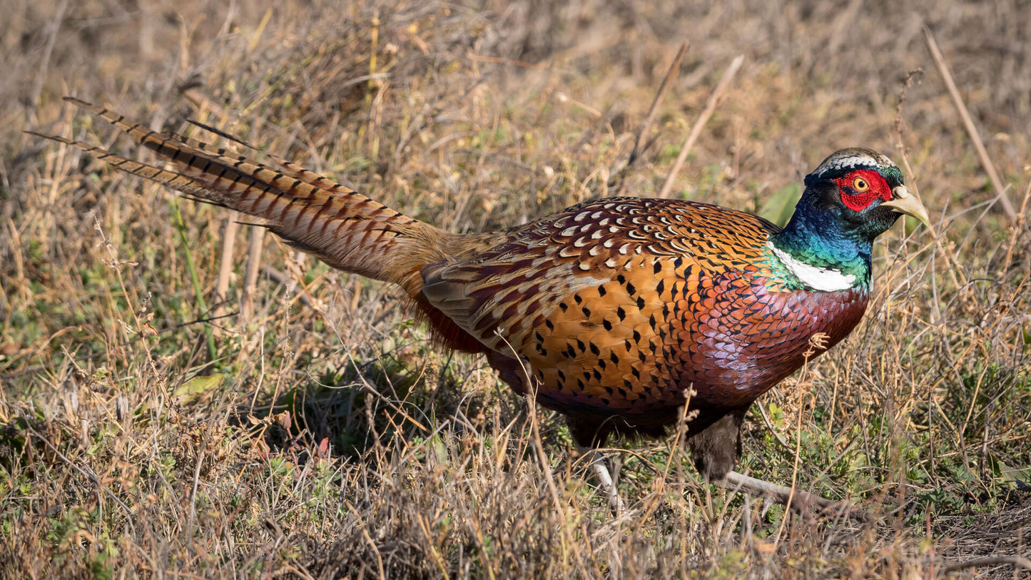Florida Pheasant Hunting Trip - Tower Shoot