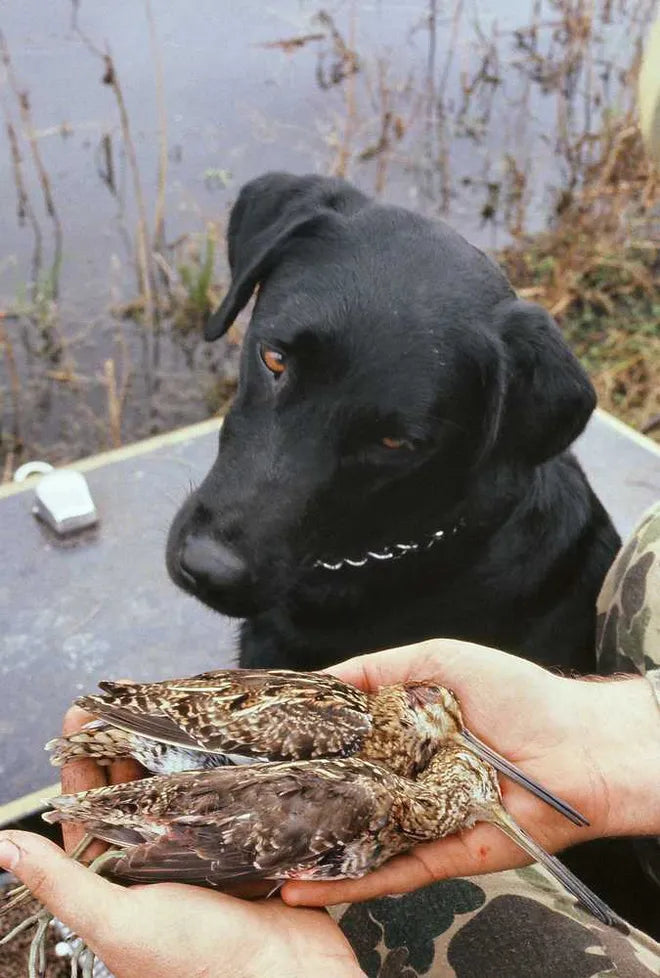 Florida Snipe Hunting Trip