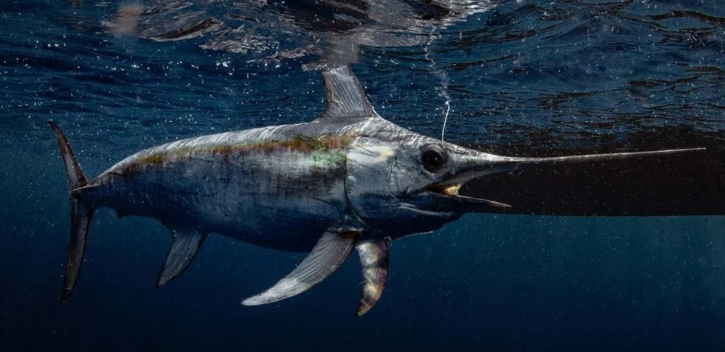 Florida Swordfish Fishing Trips