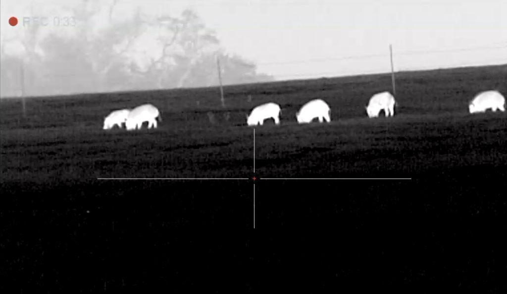 Florida Hog Hunting Trip - High Fenced