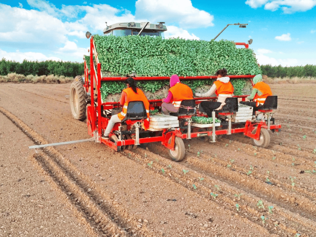 Checchi & Magli Transplanter Dual 12 Compact | 79"-138" Frame Width | 35-60HP For Tractor