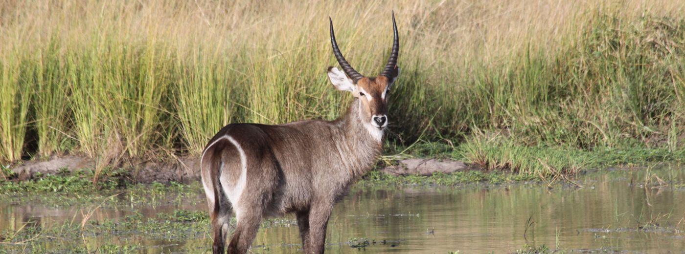 Florida Waterbuck Antelope Hunting Trip