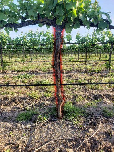 Agrishield Vineyard Sucker Remover | Width 72" | Horsepower 40-80 HP | For Tractors