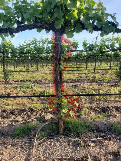 Agrishield Vineyard Sucker Remover | Width 72" | Horsepower 40-80 HP | For Tractors