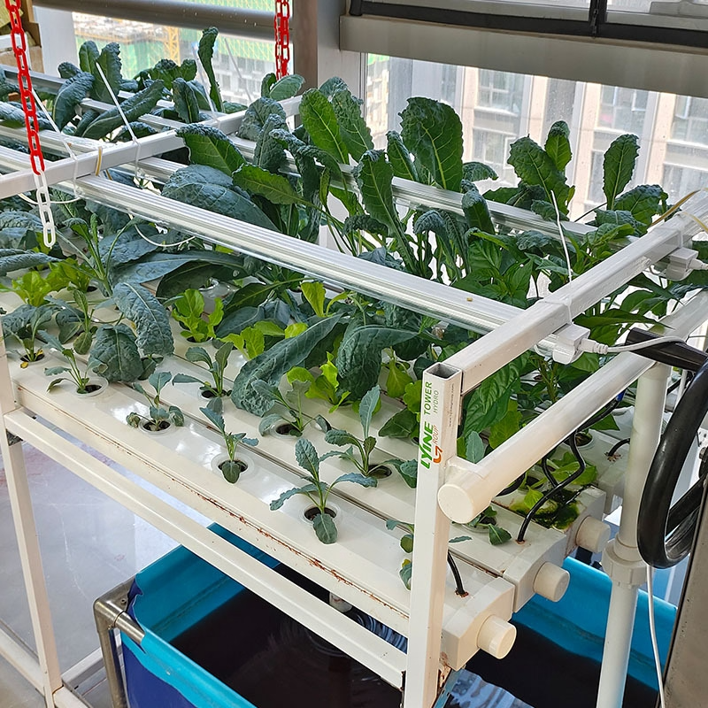 best plants for nft hydroponics Lyine Full Set Vertical NFT Hydroponics System Farm with PHEC for Gree – Ripping It Outdoors