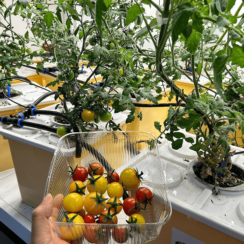 Lyine Dutch Bucket System - Hydroponic Growing System | 90x90x73 CM