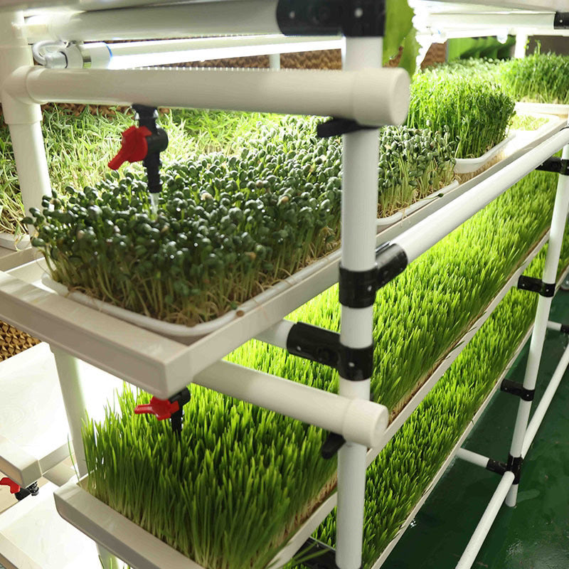 Lyine 6-2 Hydroponic Rack System with LED Light - Hydroponics Growing System |200 * W135* H190 |4 Trays x 6 Layers