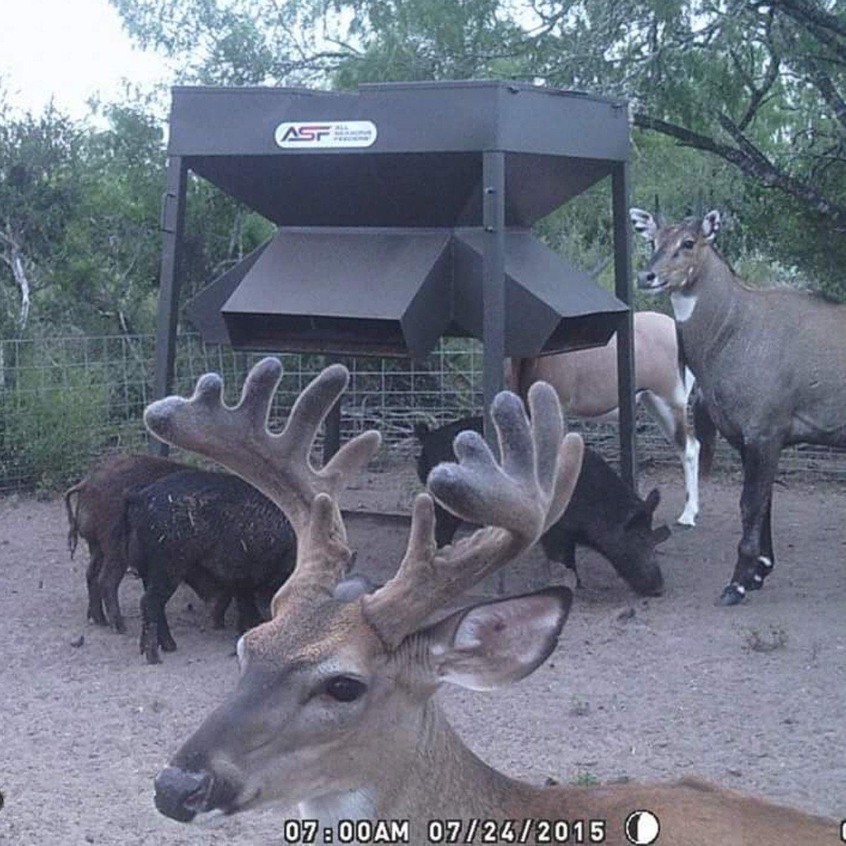 ASF Low Profile Protein Feeders | Capacity 2,000lb, 3,000lb & 4,500lb | Height 84", 91" & 100" inches