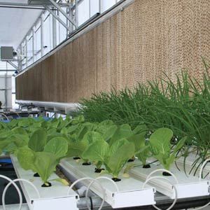 4 plant hydroponic system FarmTek HydroCycle 4" Pro NFT Lettuce Growing System