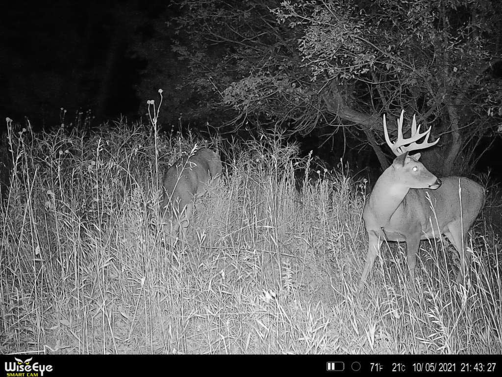 WiseEye Mini Cam | Cellular Service ATT & Verizon | Image Sensor 16 MP | Storage 32 GB | For Hunting