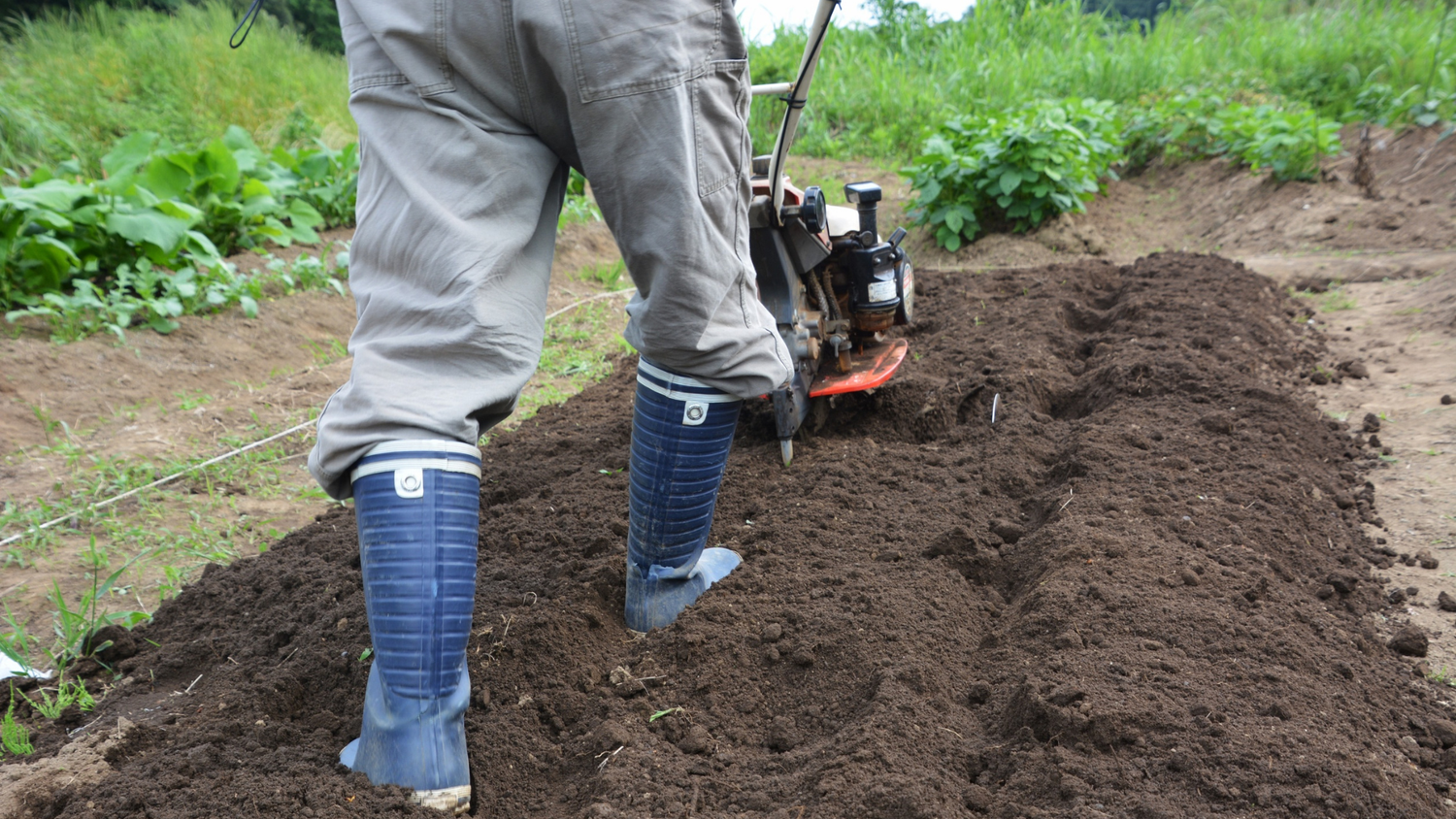 Operator Using Walk-Behind Tiller On Garden