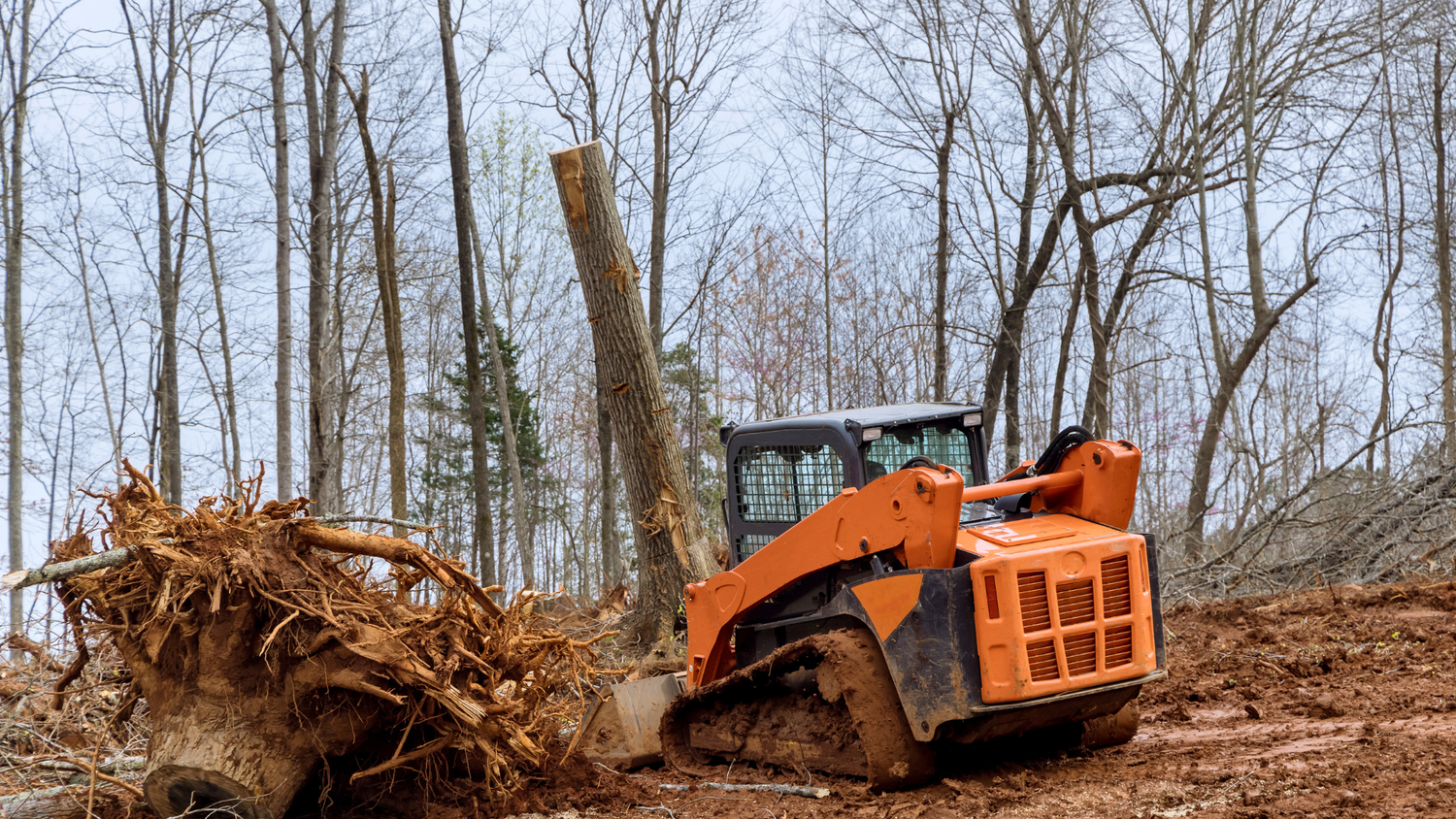Orange Skid Steer Clearing Trees In A Forest