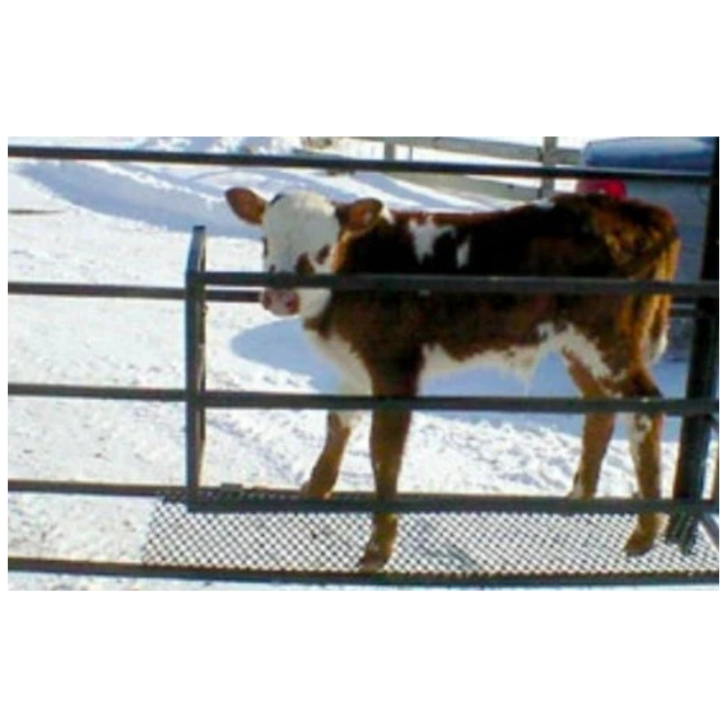 Top Dog Attachments Skid Steer Calf Catcher