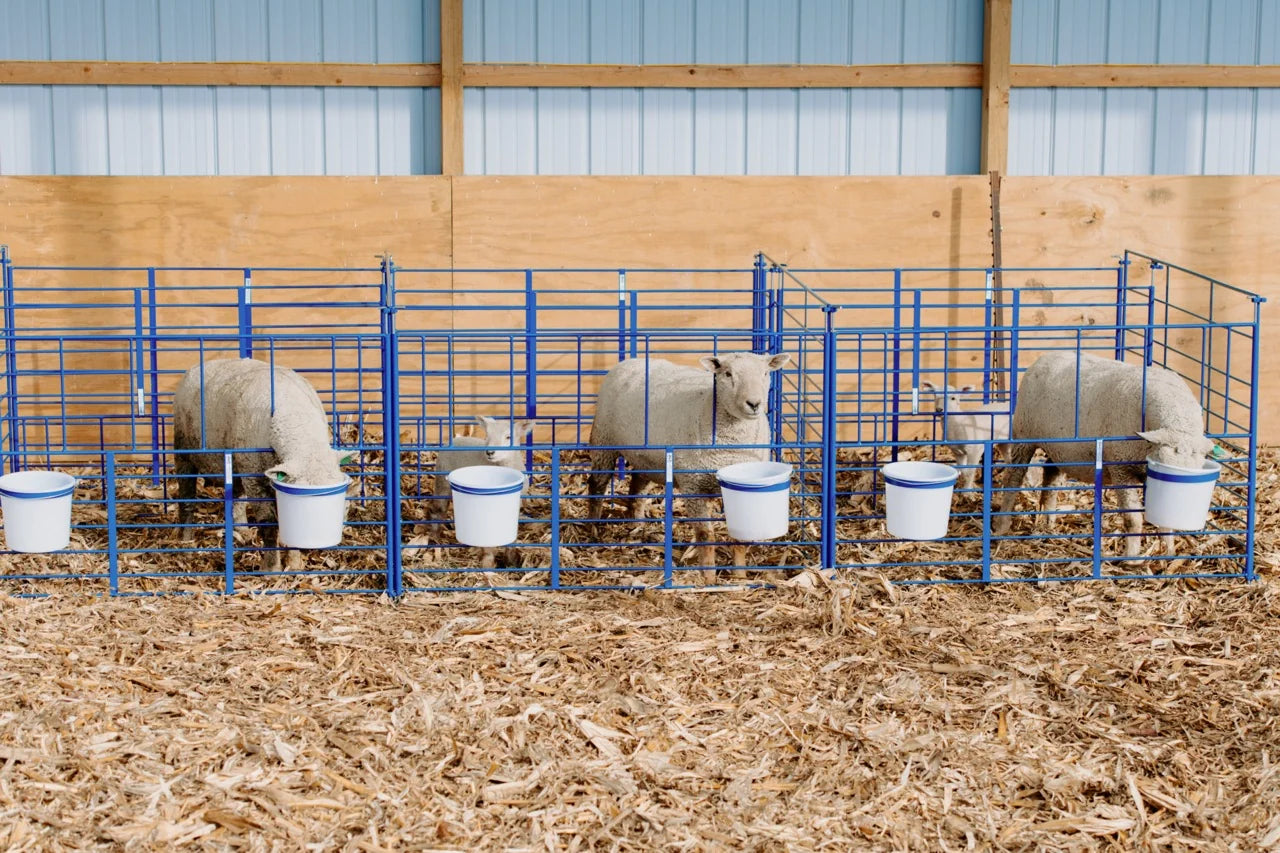 Sydell Freestanding Add-On Pens | #0112B | 6' Width | Sheep & Goat Lambing & Kidding Pens
