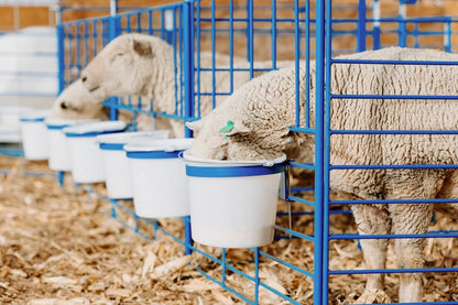Sydell Freestanding Starter Pen | #0112A | 6' Width | For Sheep & Goat Lambing & Kidding