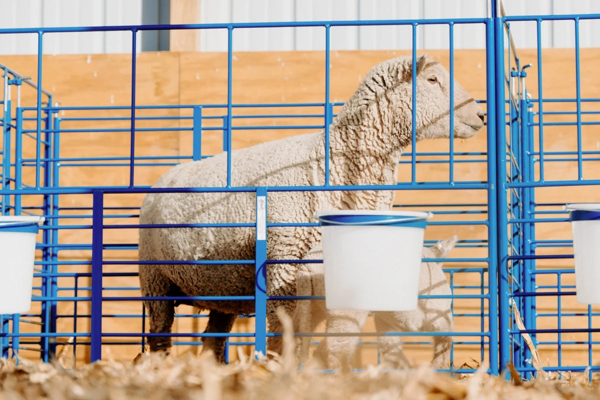 Sydell Standard Wall Mount Starter Pens | #0102A / #0102A-G / #0103A / #0103A-G | 6' Width | For Sheep & Goats