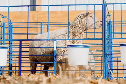 Sydell Standard Wall Mount Starter Pens | #0102A / #0102A-G / #0103A / #0103A-G | 6' Width | For Sheep & Goats