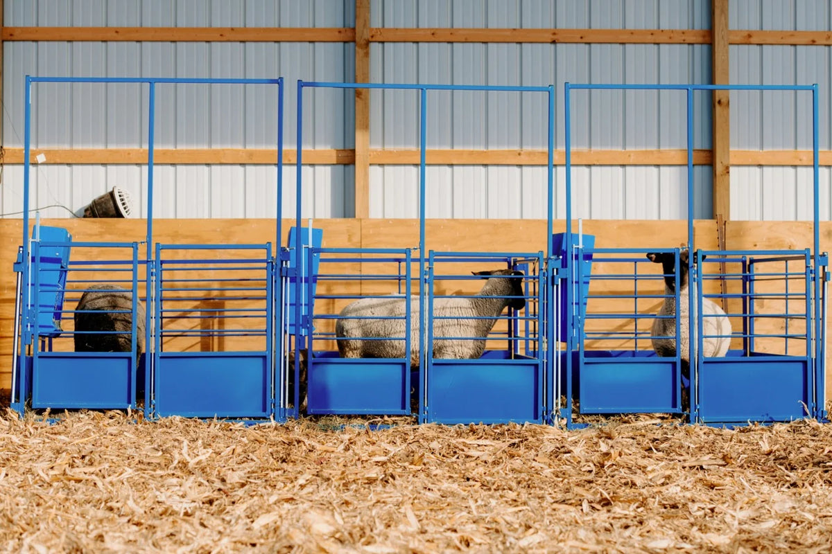 Sydell Deluxe Arched Front Gate Panel | 0653-AHG | Width 4' To 6' | For Sheep & Goat Lambing Pens