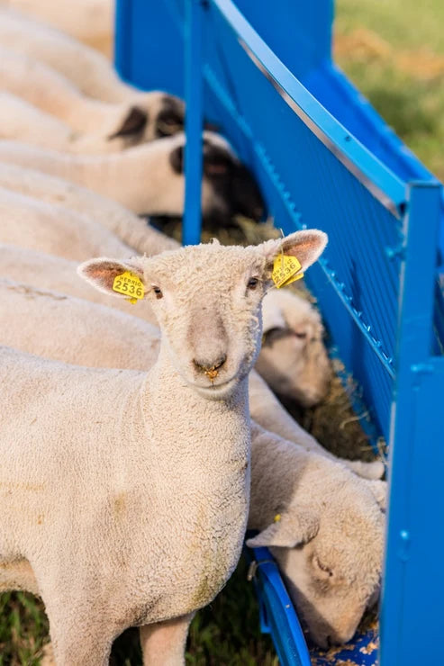 Sydell Starter Vertical Fenceline Feeder | #0815P & #0817P | Size 49 1/4" & 97 1/4" | For Sheep & Goats