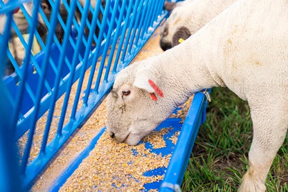 Sydell 2-Sided Vertical Combination Feeder | 0824P/0826P | 25 1/2" Width | SIze 4' & 8' | For Sheep & Goats