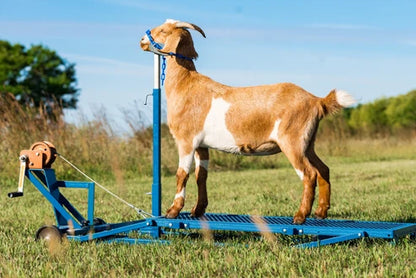 Sydell Winch Blocking Stand | #0750 | 20" x 48" Deck | For Adjustable Sheep & Goat Show Stand