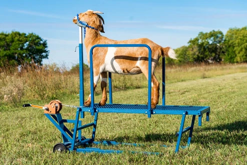 Sydell Winch Blocking Stand | #0750 | 20" x 48" Deck | For Adjustable Sheep & Goat Show Stand