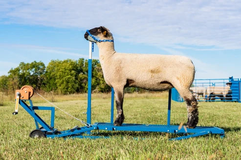 Sydell Winch Blocking Stand | #0750 | 20" x 48" Deck | For Adjustable Sheep & Goat Show Stand