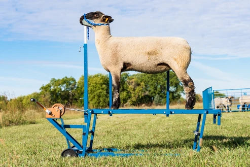 Sydell Winch Blocking Stand | #0750 | 20" x 48" Deck | For Adjustable Sheep & Goat Show Stand