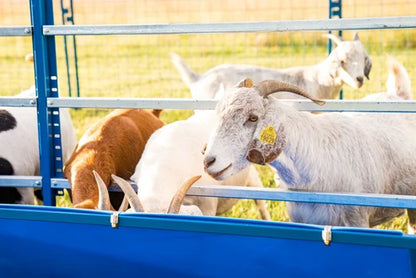 Sydell Starter Horizontal Fenceline Feeder | 0815HP / 0817HP / 0815HG / 0817HG | 49" Long | 25 1/2" Wide | 42" To 50" High | For Sheep & Goats