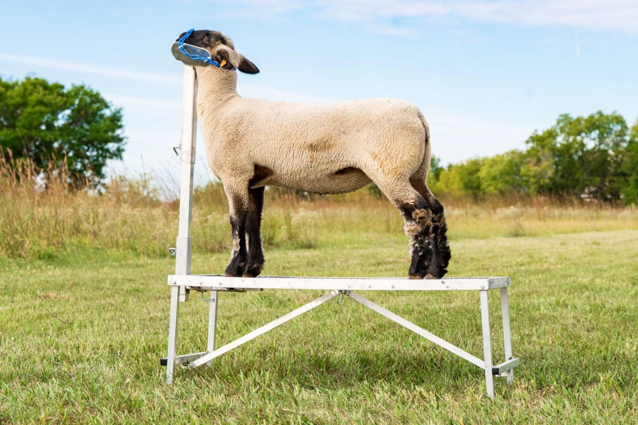 Sydell Aluminum Headpiece | #AL0731-L / #AL0731-S / #AL0730 | Small, Large & Nose Loop | For Sheep & Goats