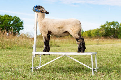 Sydell Aluminum Headpiece | #AL0731-L / #AL0731-S / #AL0730 | Small, Large & Nose Loop | For Sheep & Goats