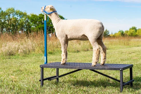 Sydell H.A.S.S. Stand | #0710 | Size 15" x 22" x 54" | Heavy-Duty Show Stand | For Sheep & Goats