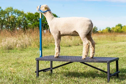 Sydell H.A.S.S. Stand | #0710 | Size 15" x 22" x 54" | Heavy-Duty Show Stand | For Sheep & Goats