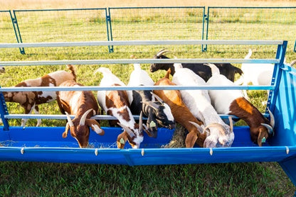 Sydell Starter Horizontal Fenceline Feeder | 0815HP / 0817HP / 0815HG / 0817HG | 49" Long | 25 1/2" Wide | 42" To 50" High | For Sheep & Goats