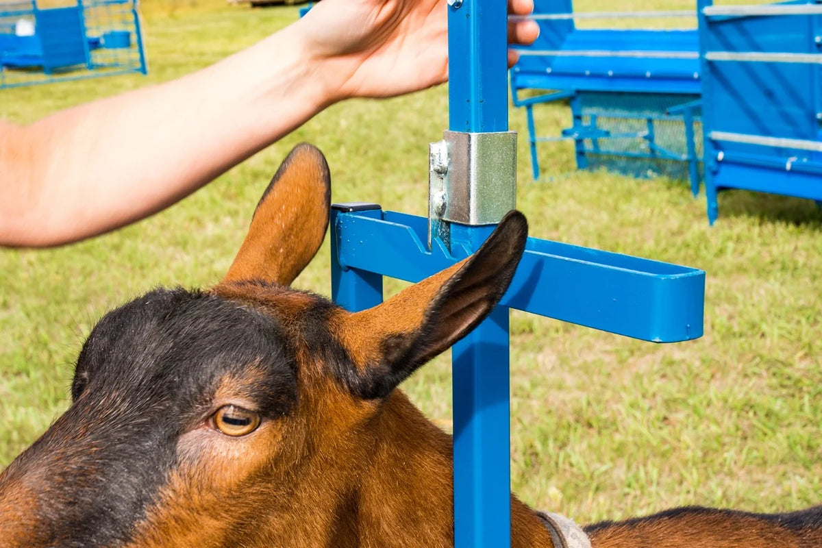 Sydell Hydraulic Stand With 0735 Milking Stanchion | #0781 | 20" x 48" Deck | For Sheep & Goat