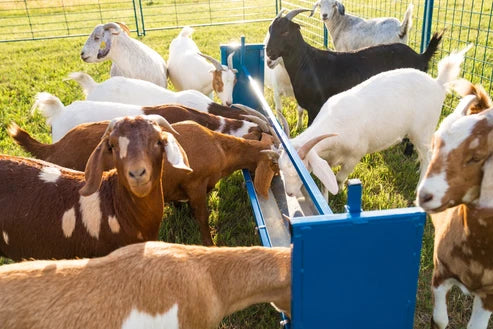 Sydell Trough Grain Feeder | 0852V-4 / 0852V | 4' & 7' | For Sheep & Goat Bunk Feeder